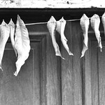 Hanging to dry