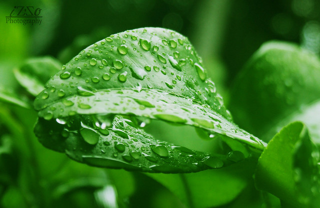 Greeny Water Drops Love
