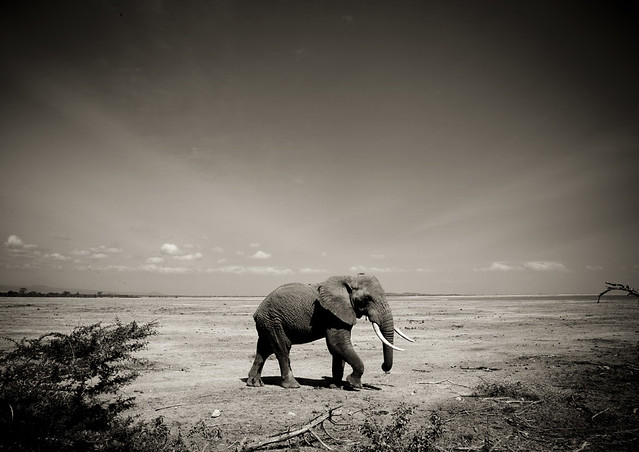 Elephant in Amboseli National Park - Kenya