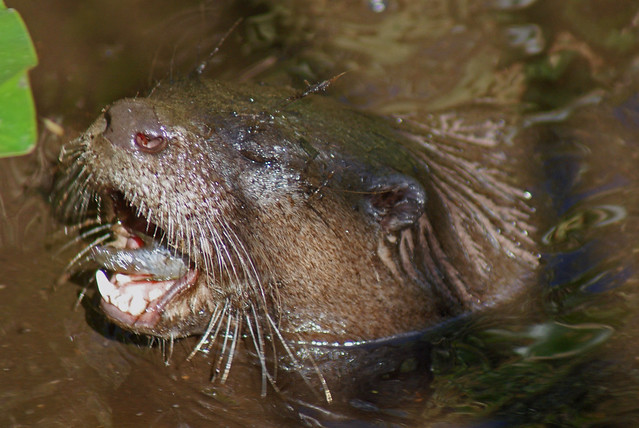 Northern River Otter, Shark Valley