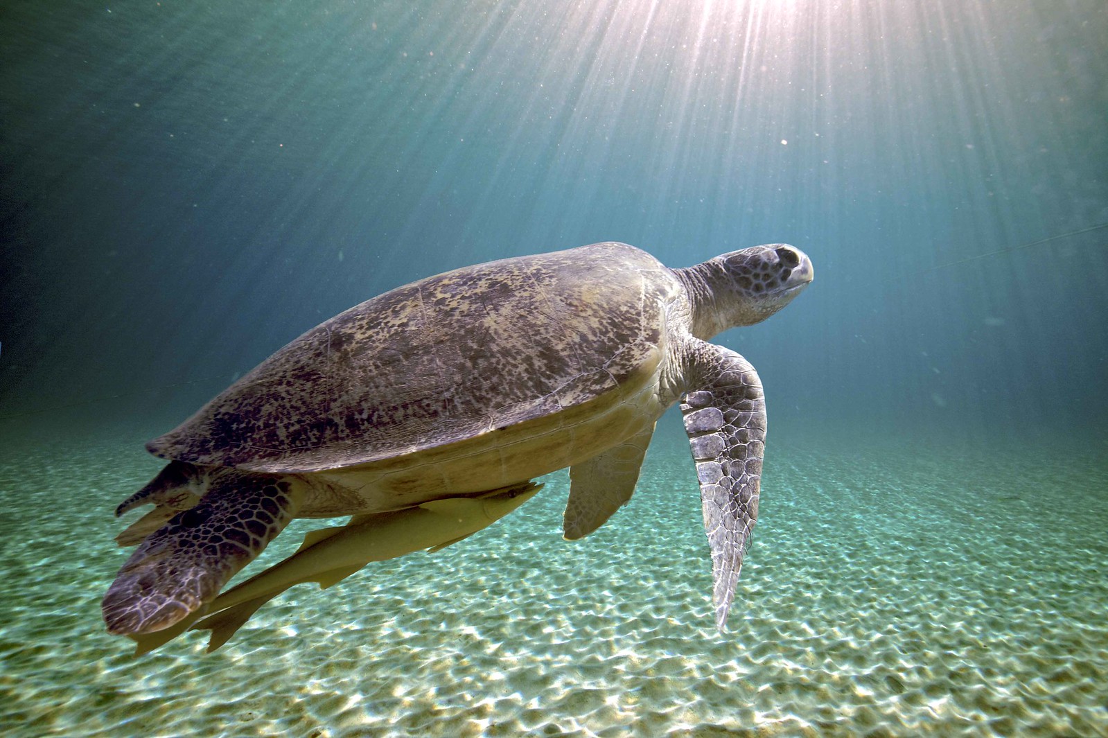 Морские черепахи жизнь. Морская черепаха бисса. Хоксбильская морская черепаха. Черепаха бисса (Каретта). Черноморские черепахи морские.