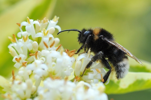 Bee on Privet Flower