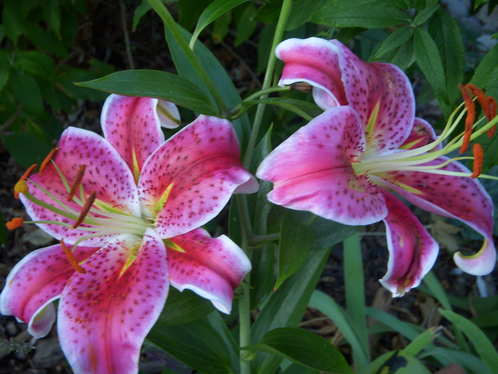 Star Gazer Lilies | flowers from our yard | Harry | Flickr