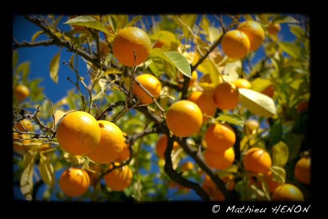 Oranges de Séville