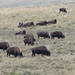 Flickr photo 'Bison bison bison (American Plains Bison)' by: Arthur Chapman.