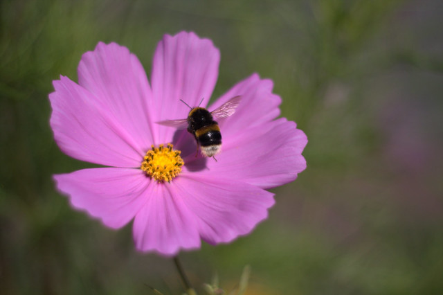 Cosmos Bipinnatus with Bombus Terrestris (Bumble Bee!) =)