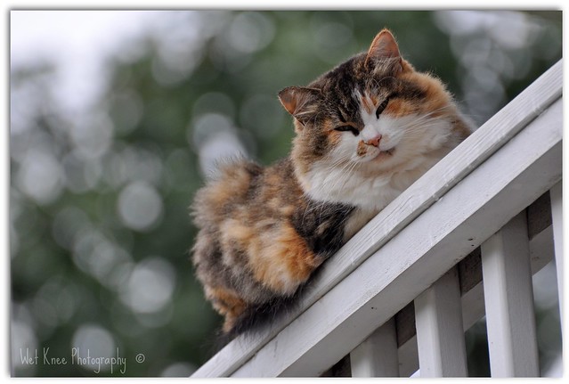 Cat on a Rail