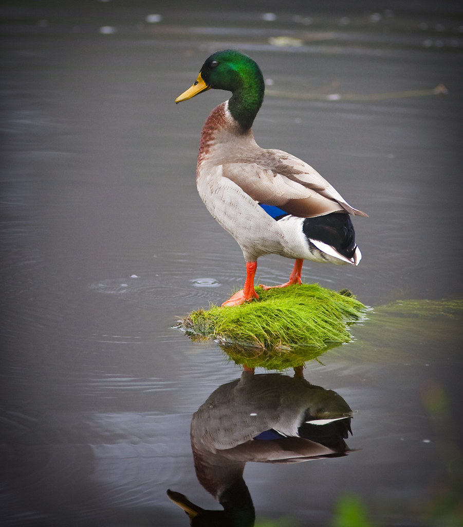 Mallard Duck, King of his own Island by hz536n/George Thomas