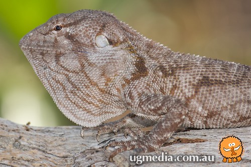 Chameleon dragon (Chelosania brunnea) | Chameleon dragon (Ch… | Flickr