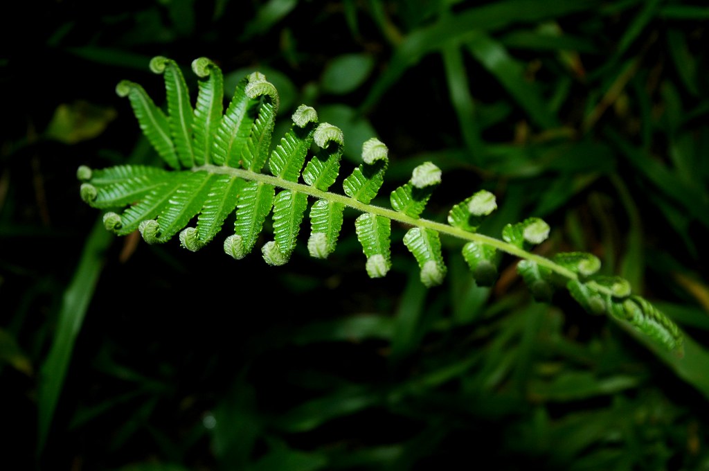 Mountain fern | Airiz | Flickr