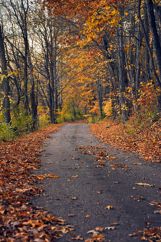 road autumn trees red orange fall leaves path trail