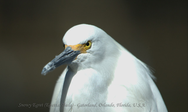 A Snowy Egret (Egretta Thula) With A Mean Look :)