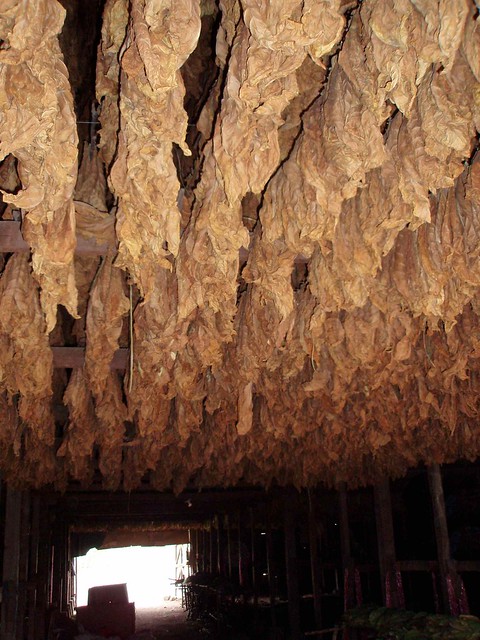 Secadora de tabaco - tobacco drying in warehouse; Nicaragua