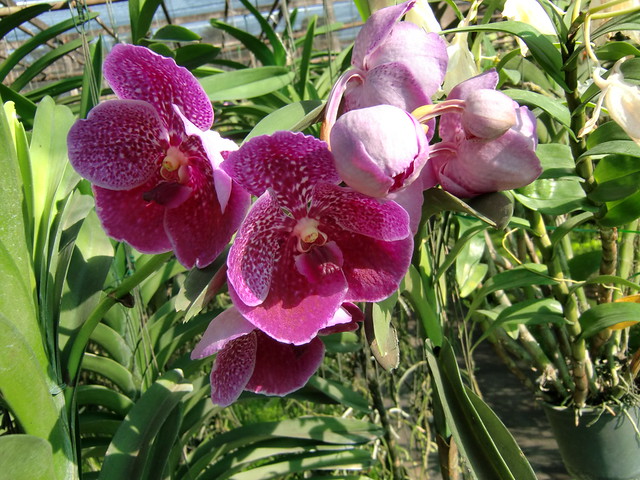 Orchideeen kwekerij Sai Nam Phung Orchid Mae Rim Chiang Mai