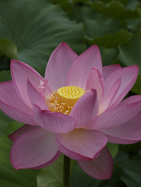Lotus pond / Machida yakushi-ike Park