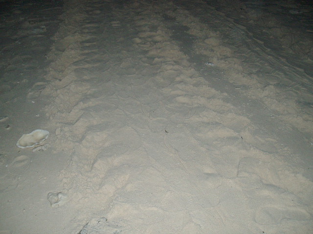 turtle nesting tracks