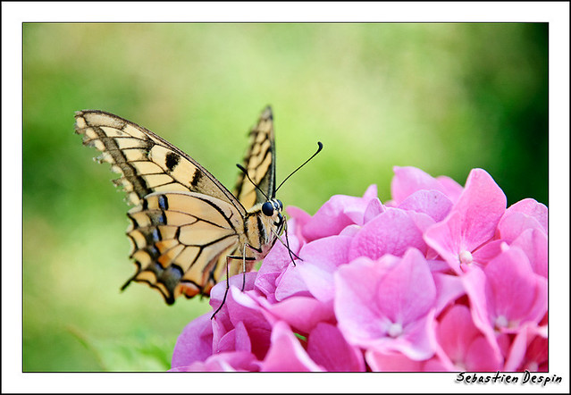 Butterfly....