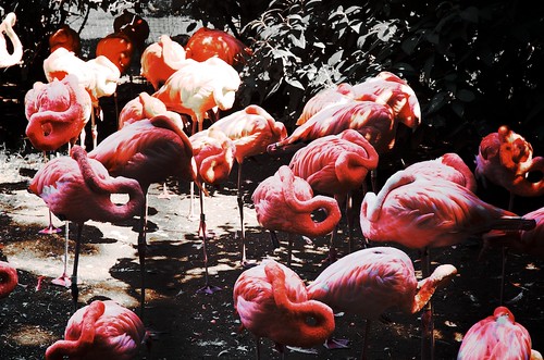 Flamingo Pop Art by simon.hucko