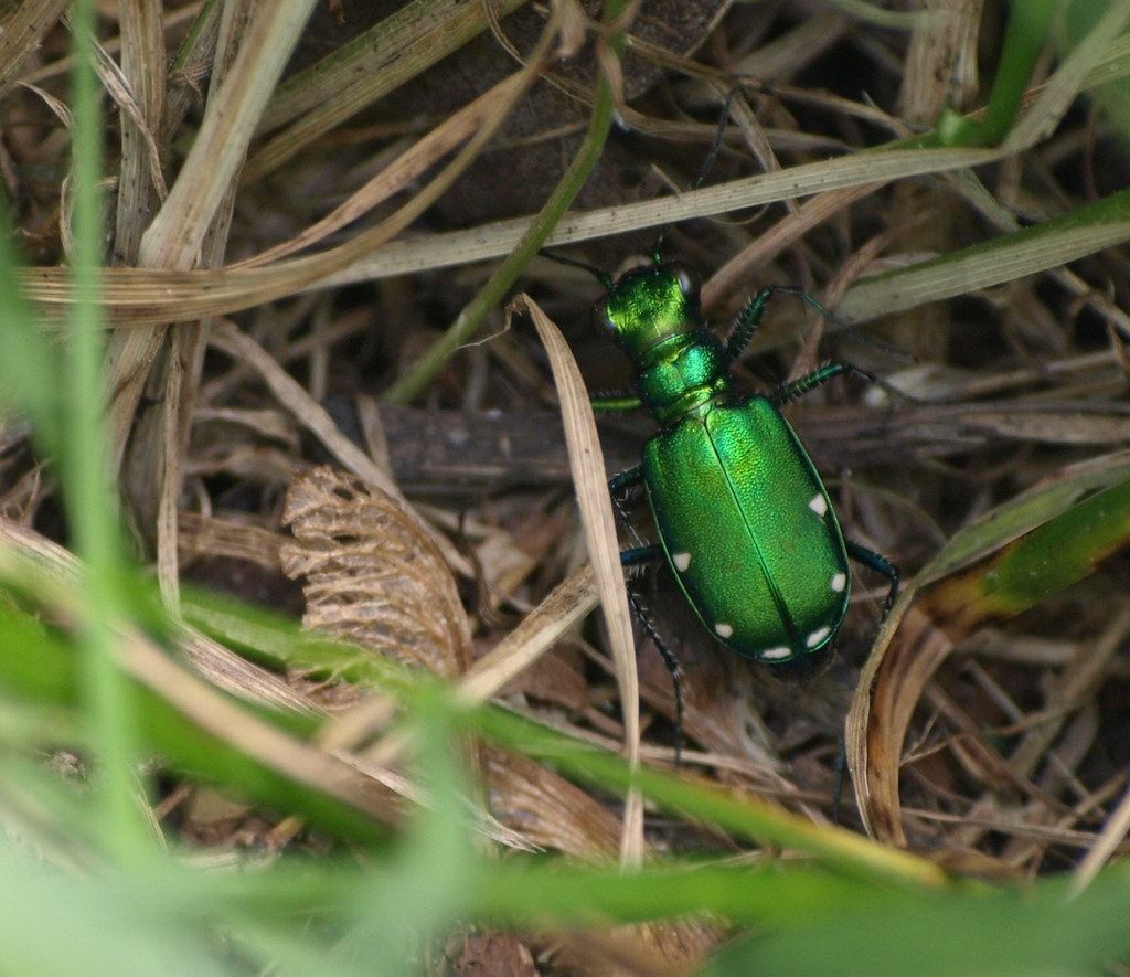 Six-Spotted Tiger Beetle. EXPLORED!!