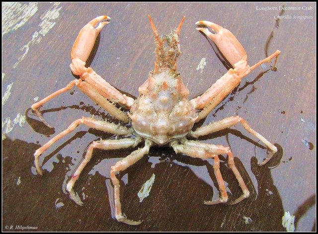 Longhorn Decorator Crab (Chorellia longipies)