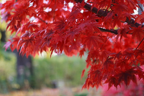 so red! | BinoCanada | Flickr