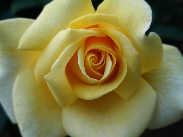 Yellowcream rose