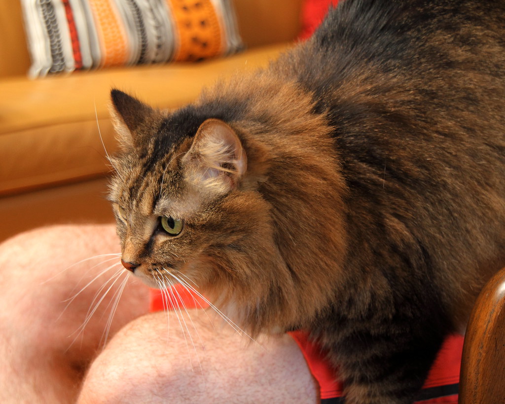 maine coon cats for sale