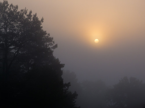 trees fog sunrise dawn lr3 olympusxz1
