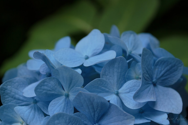Blue hydrangea / 青い紫陽花
