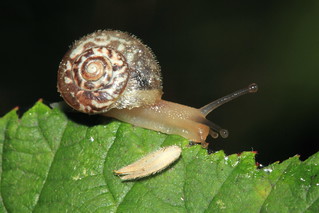 Kentish Snail 1171 | by Wildlife Ranger