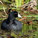 Flickr photo 'American Coot (Fulica americana)' by: Mary Keim.
