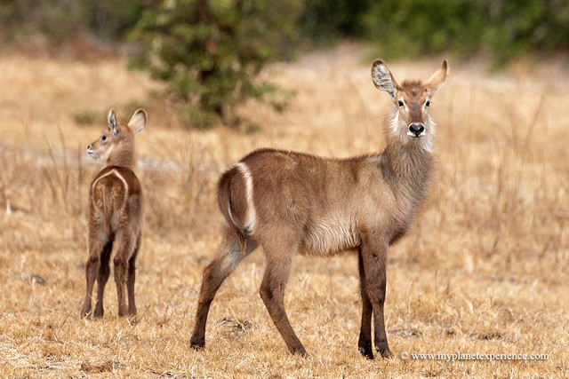 Mother Waterbuck with young