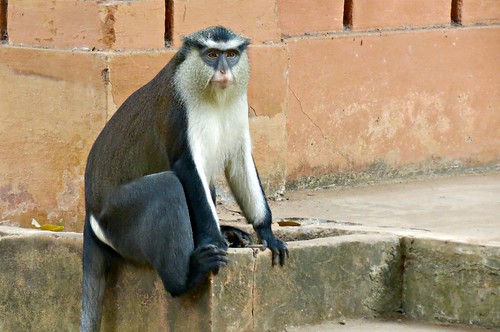 africa benin lindadevolder 2017 travel geotagged canonpowershotsx40 cotonou portonovo ribbet cercopithecusmona monkey primates