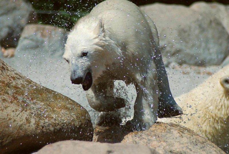Eisbär Milak im Zoo Aalborg
