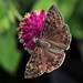 Flickr photo 'Common sootywing' by: Manjith Kainickara *manjithkaini.net*.