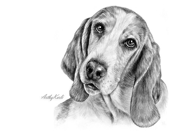 How To Draw Basset Hound Step by Step Drawing Guide by Dawn  DragoArt