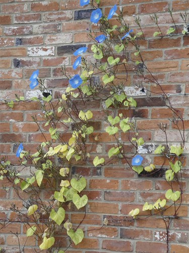 Morning Glory | by James's GW Blog