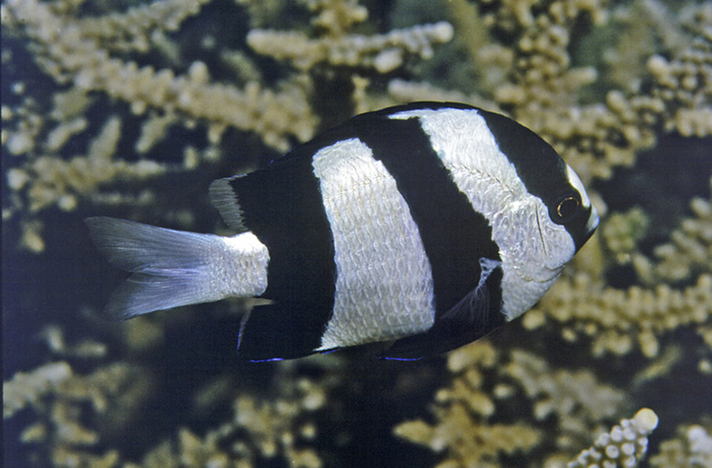 The damselfish, who's scientific name is Pomachromis guamensis, are very visible because of their bold colors. They rely on the reef for external fertilization.

Department of Agriculture