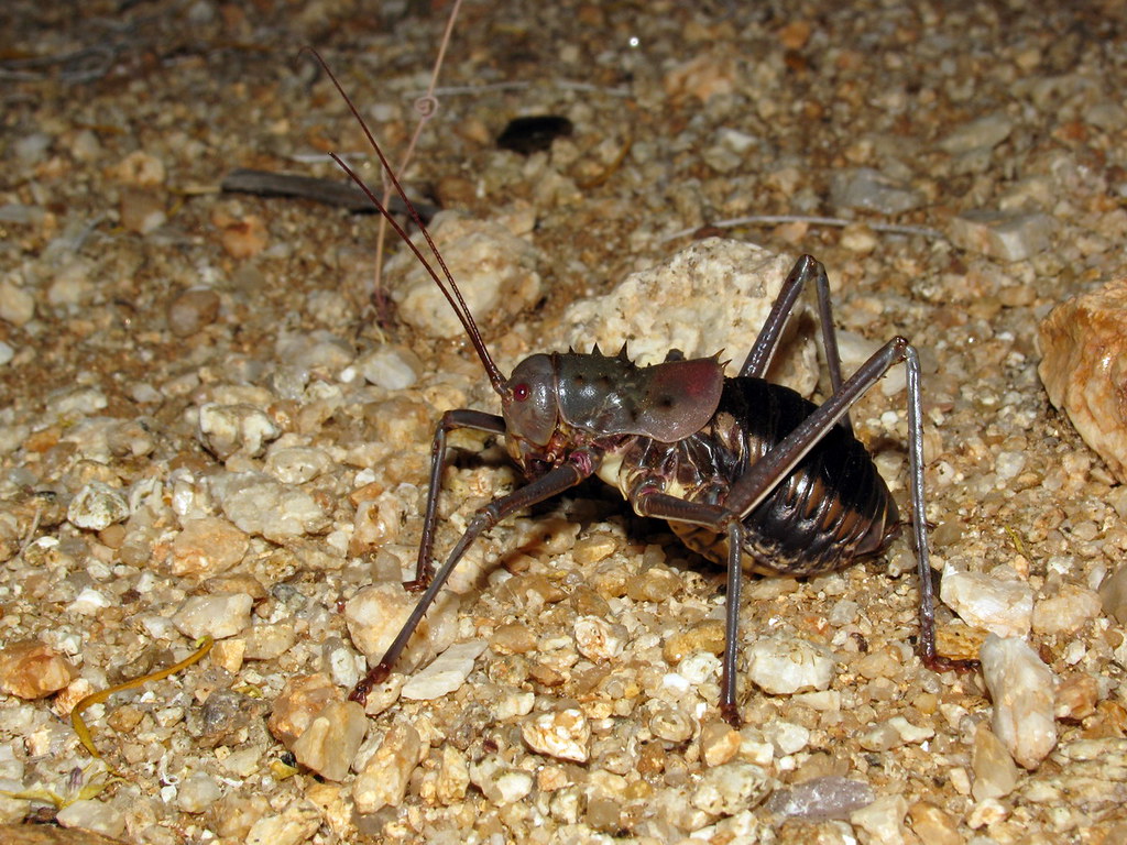 Acanthoplus discoidalis (Armoured Bush Cricket) laying eggs