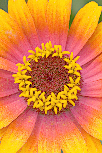 Brookside Flower Close-Up Drawing 5-0 F LR 7-7-08 J036_edited-1