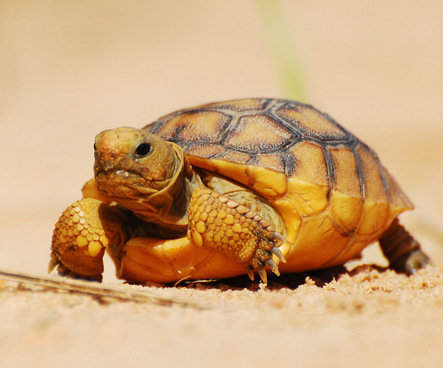 Gopher tortoise baby 3