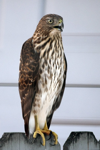 Hawk by baldheretic