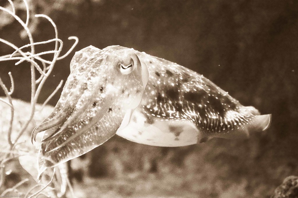 Pharoah Cuttlefish