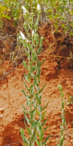 080727 2008 asterids blazingstar bractlessblazingstar cornales fosslake loasaceae mentzelia mentzelianuda ok flower wildflower