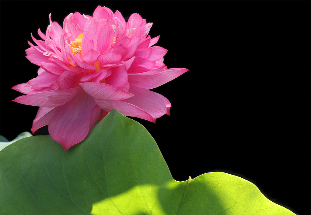 Lotus Flower - Pink