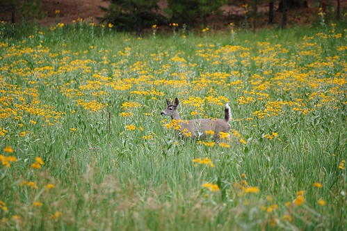 flowers arizona nature field animal mammal wildlife meadow deer sonoran cochisecounty rustlerpark chricahuamountains