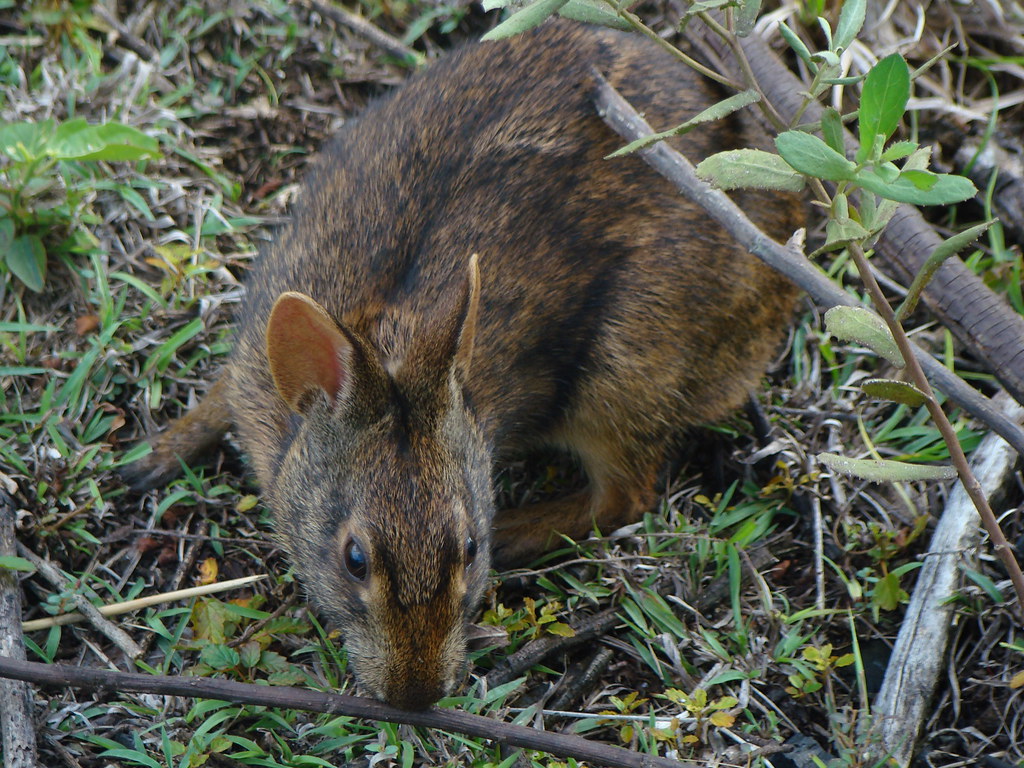 Florida Rabbit marsh rabbit | swamp bunny. florida everglades | Nicole Tharp | Flickr