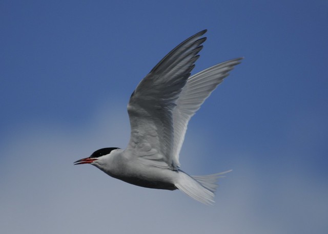 Antarctic Tern - Sterna vittata