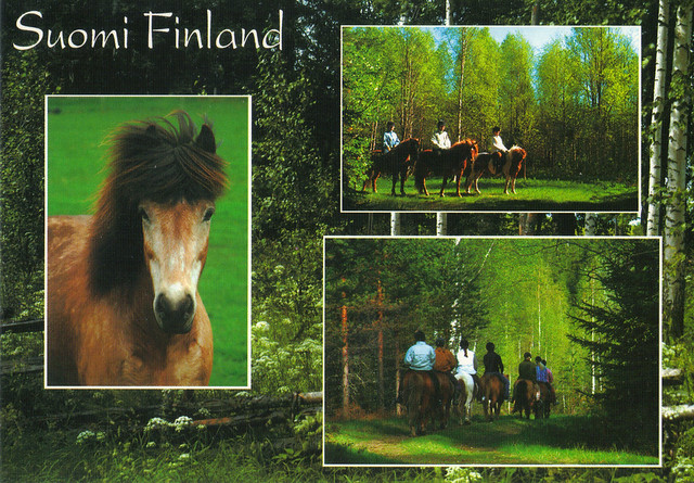 Finland Horses Multi-view Postcard