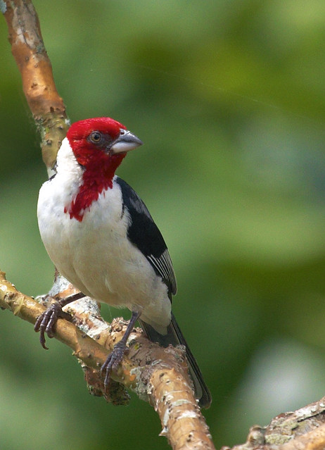 Cardeal-do-nordeste (Red-cowled Cardinal)